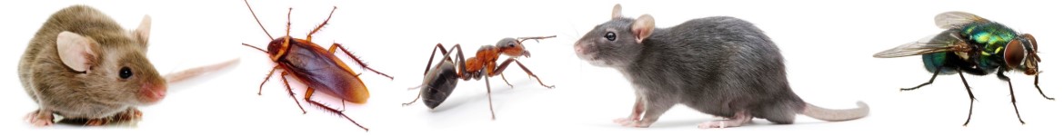 Common pests in New York City include, Mice, Cock Roaches, Ants, Rats and Flies