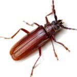 Beetles-A
