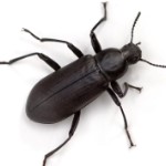Beetles-B