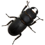 Beetles-C
